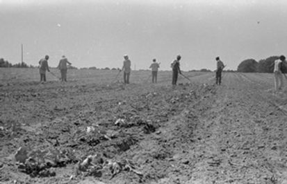 New Communities Land Trust farm