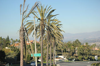 Palm trees city roads 
