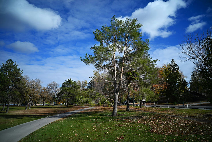 Martial Cottle Park